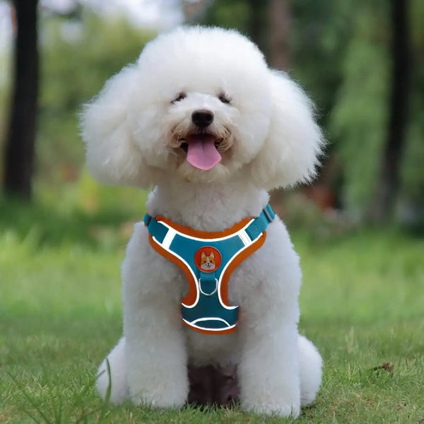 Poodle wearing a turquoise white & orange harness sitting on grass