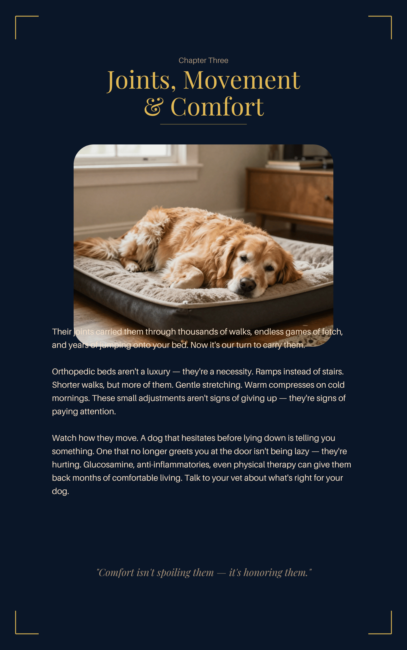 Dog lying on a bed with text about orthopedic beds and comfort.