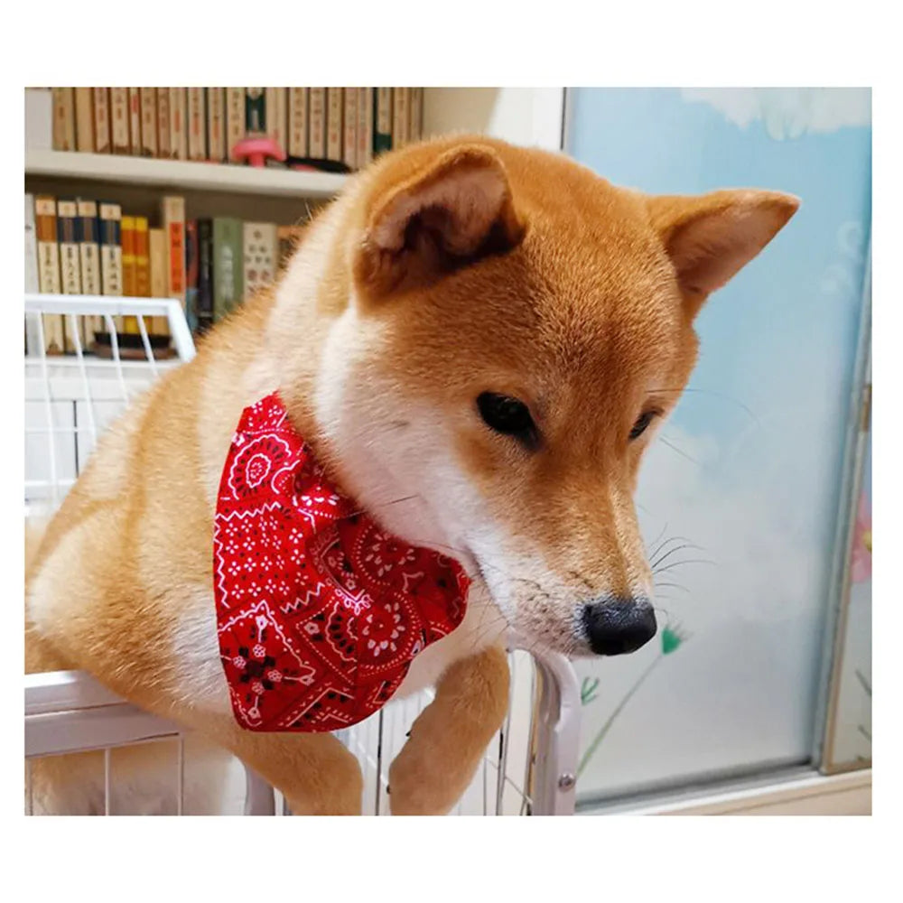 Dog wearing a red bandana in a room with books and a painting.