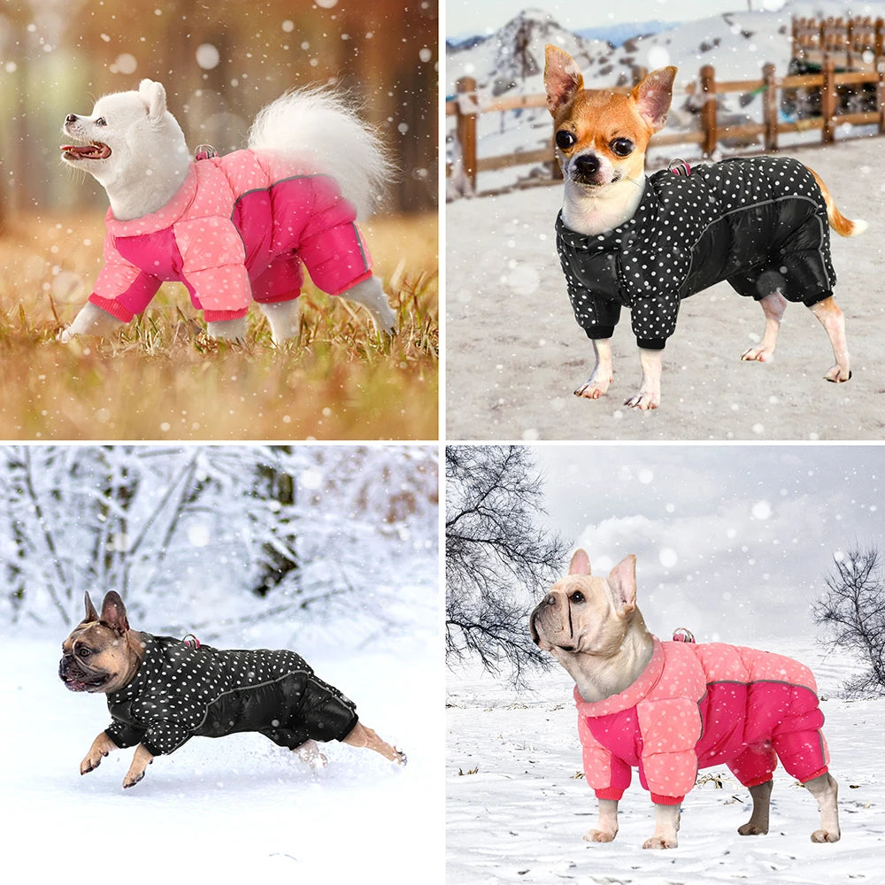 Four dogs wearing winter jackets in different outdoor settings.