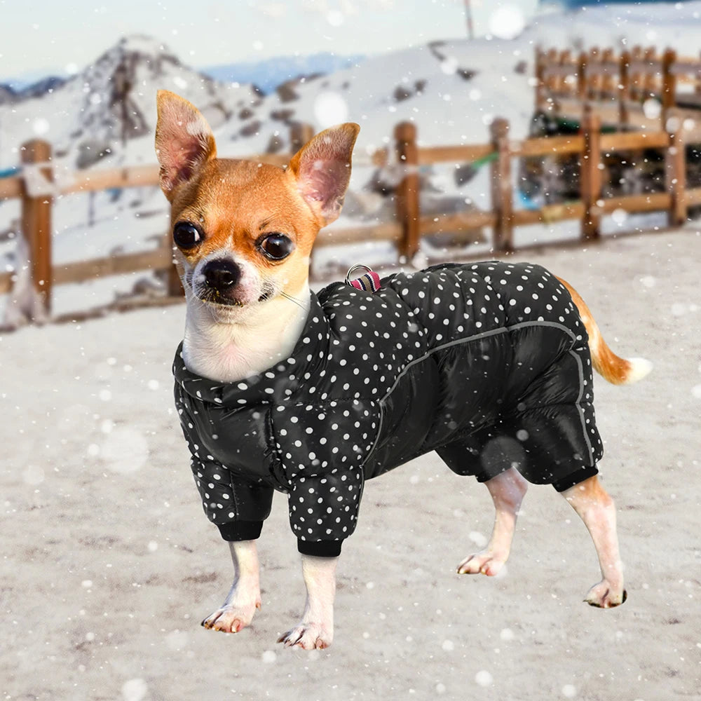 Small dog wearing a black polka dot coat standing on a snowy ground with mountains in the background.