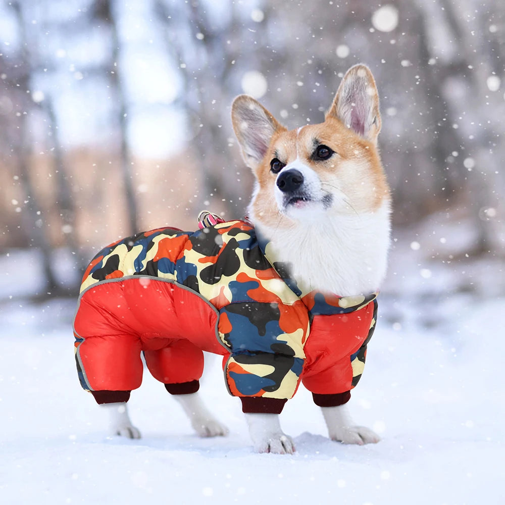 Dog wearing a colorful winter coat standing in the snow with a blurred snowy background
