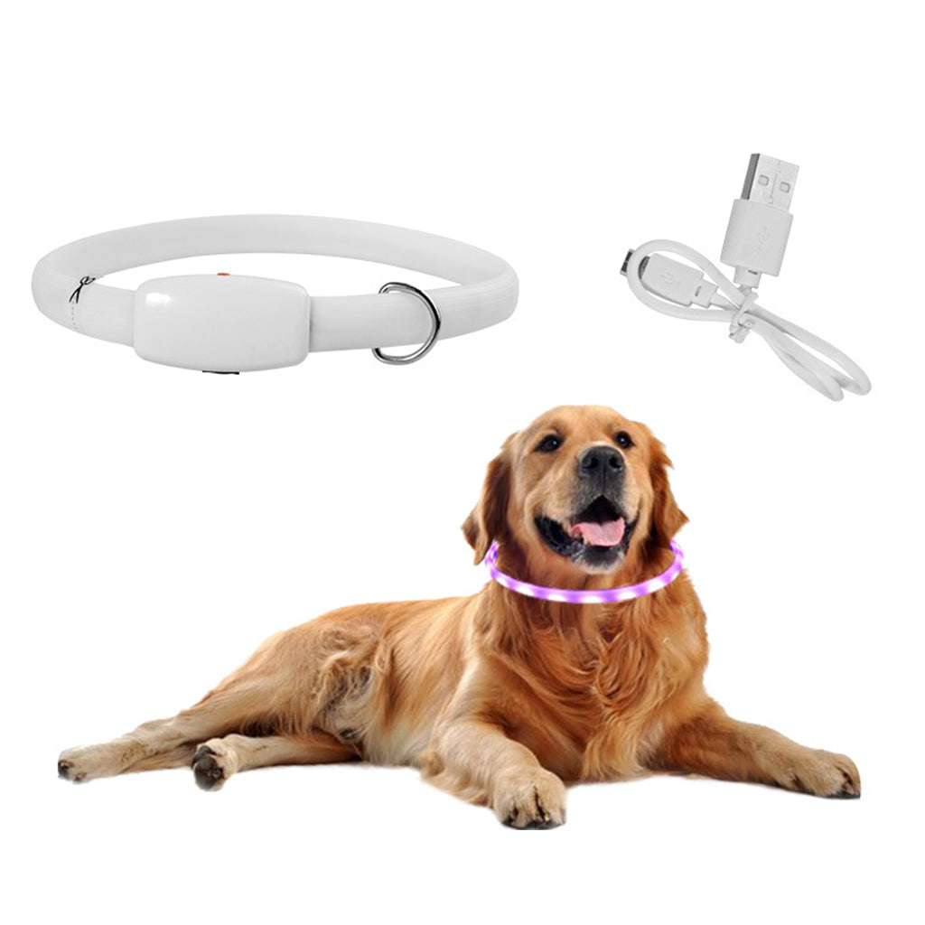 Dog wearing a LED collar with a white collar and USB cable on a white background