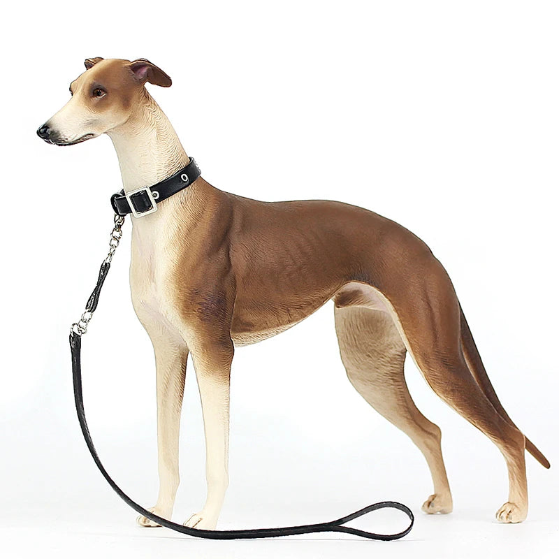 Dog with a black collar and leash on a white background