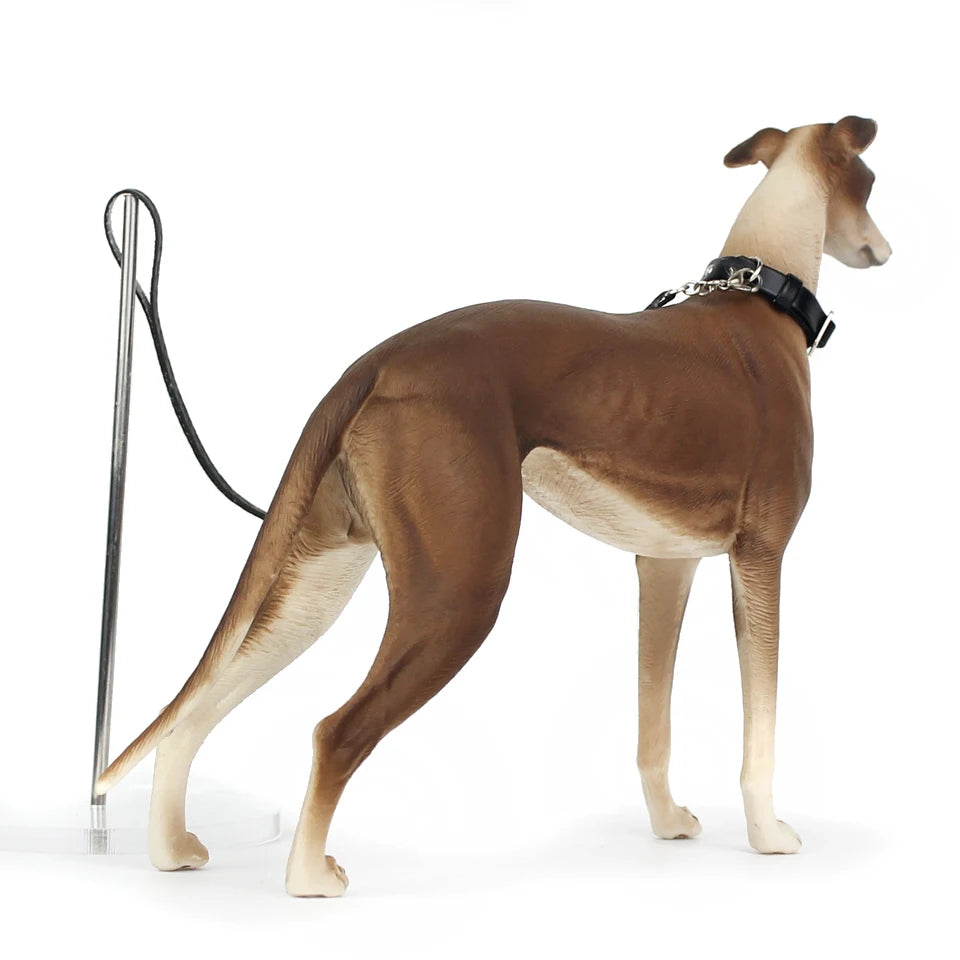 Brown and white dog on a leash against a white background