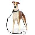 Dog with a black collar and leash on a white background