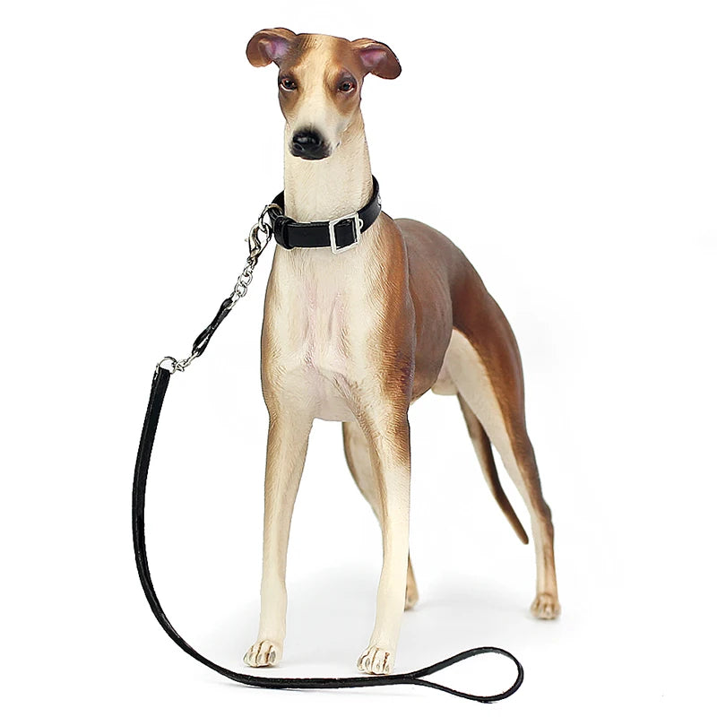Dog with a black collar and leash on a white background