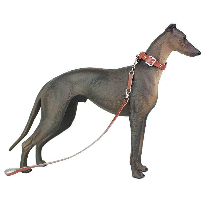 Dog model wearing a brown leather collar and leash on a white background