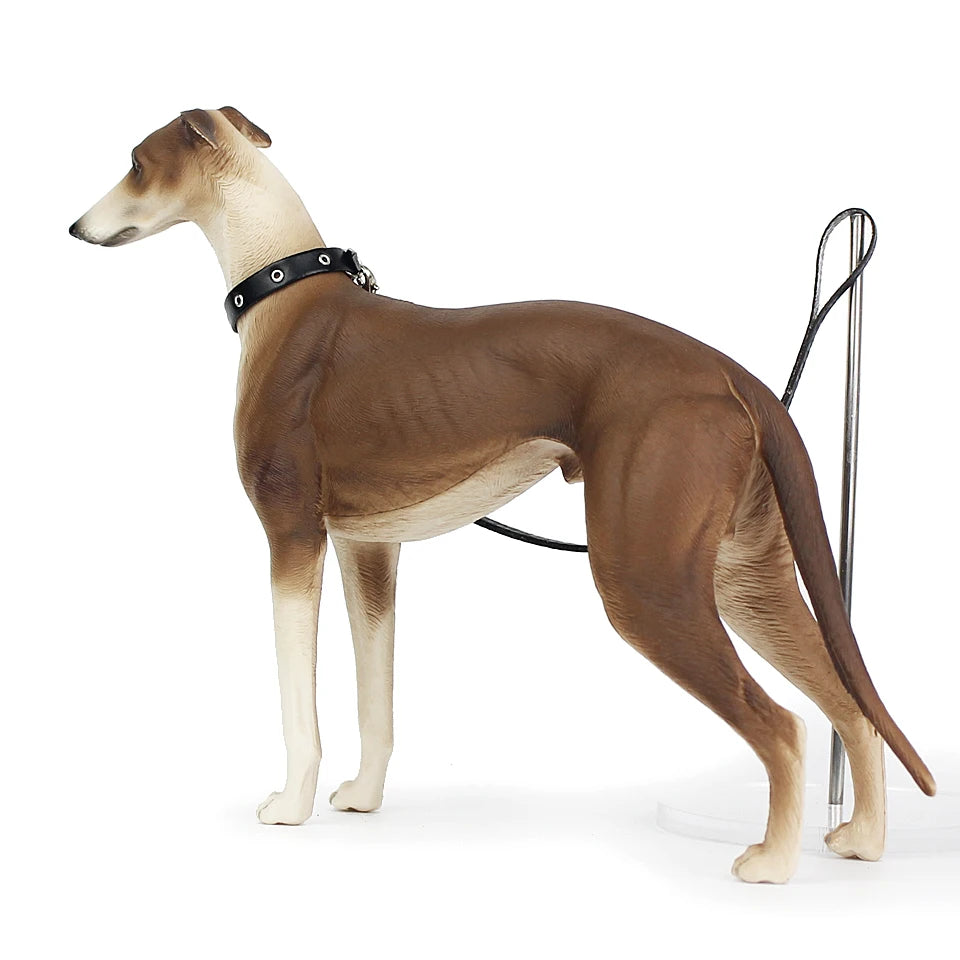 Brown and white dog standing on a white background with a black collar and leash.