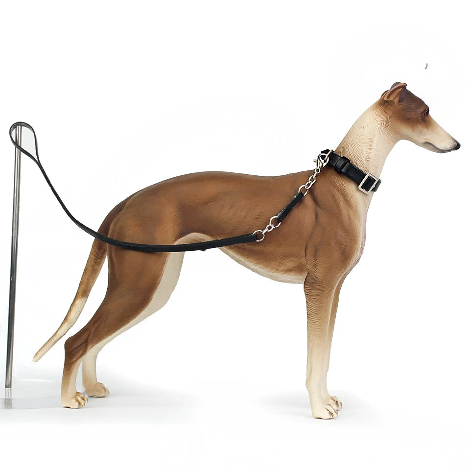 Dog on a leash with a white background