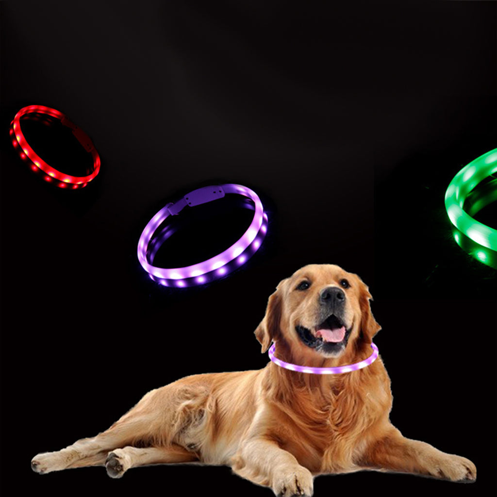 Dog wearing a purple LED dog collar with red and green collars in the background on a black background