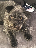 The Rescue's Secret — A Tail of Trust and Transformation