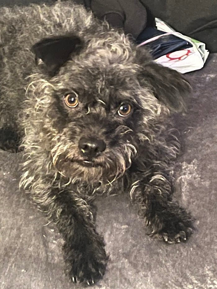 The Rescue's Secret — A Tail of Trust and Transformation