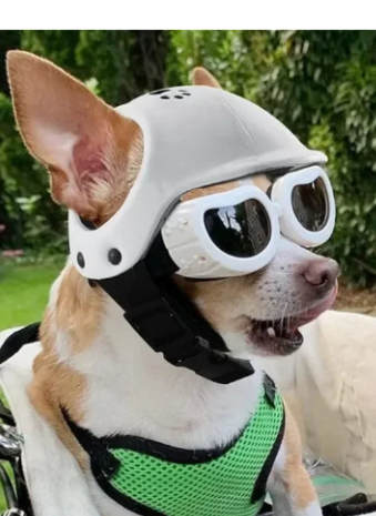 Dog in a bicycle basket wearing a helmet and goggles outdoors