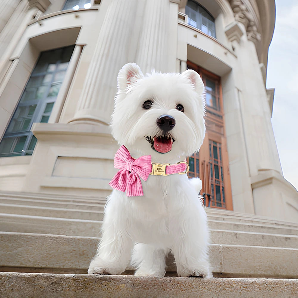 White dog with a pink bow tie standing on steps in front of an elegant building