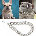 a dog wearing a gold collar a cat wearing a platinum chain collar with a close-up of the chain below.