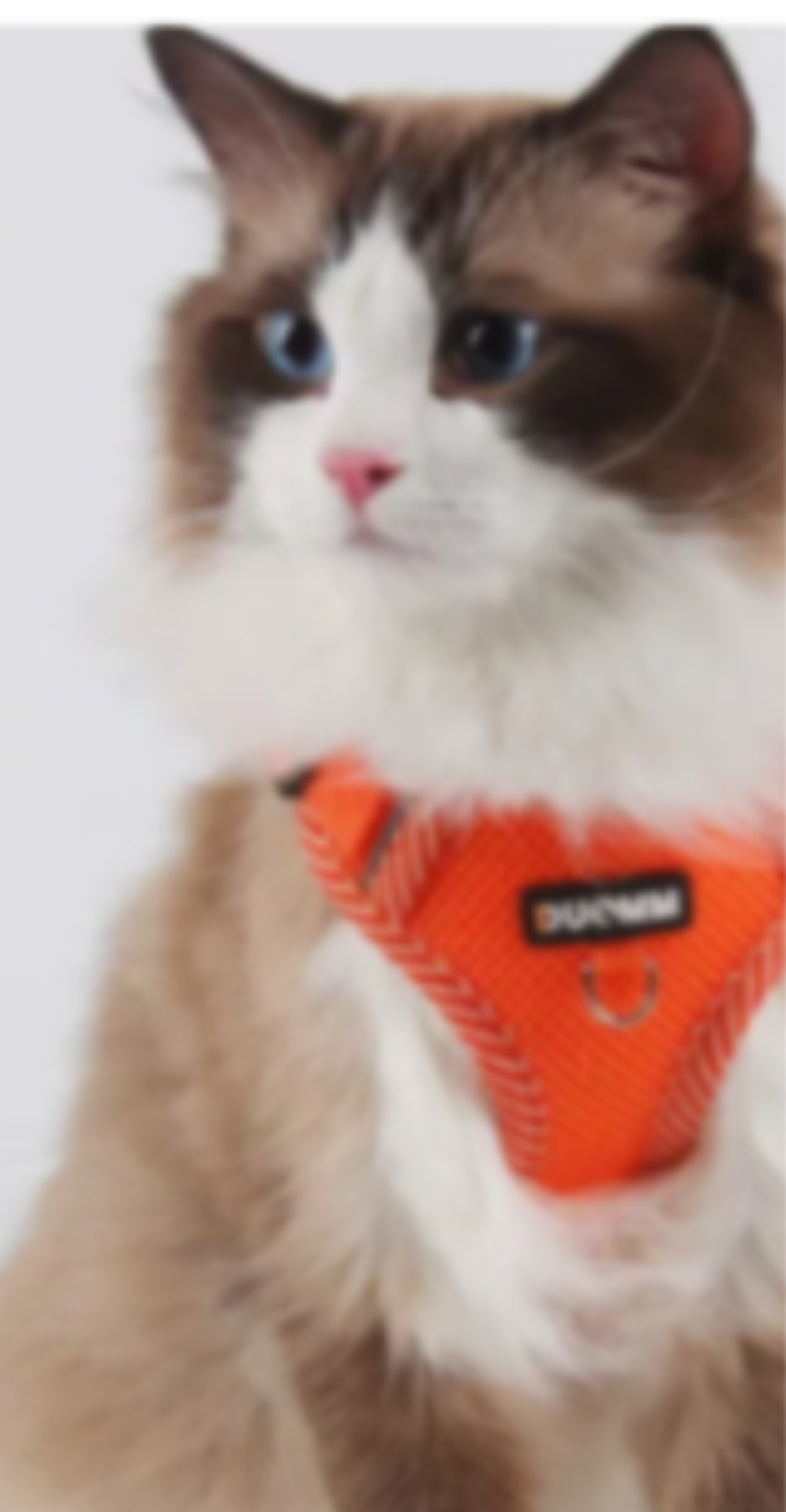 Cat wearing an orange harness on a white background