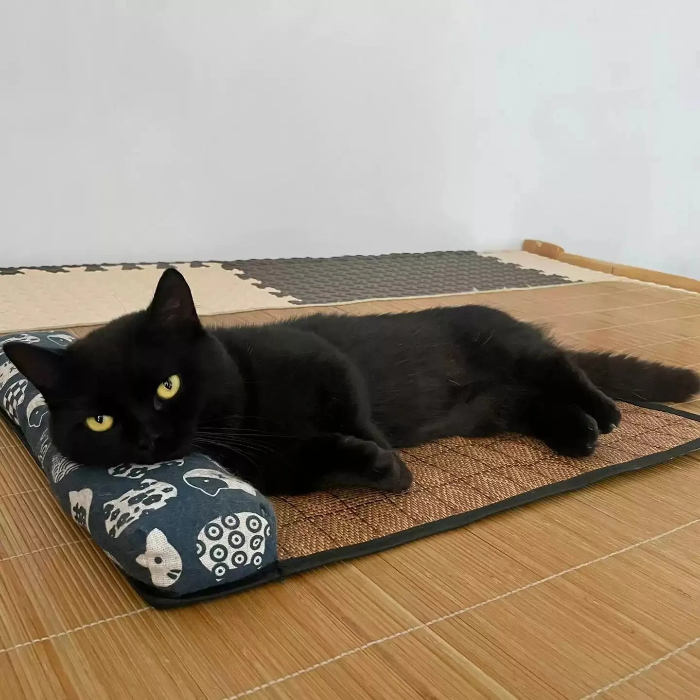 Black cat lying on a mat with a white background