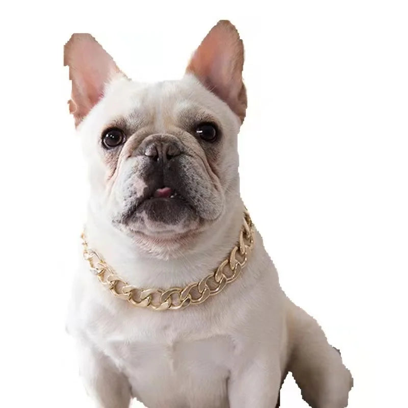 White dog wearing a gold chain collar on a white background