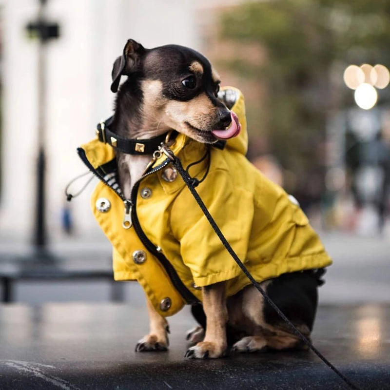 Dog wearing a yellow raincoat on a city street