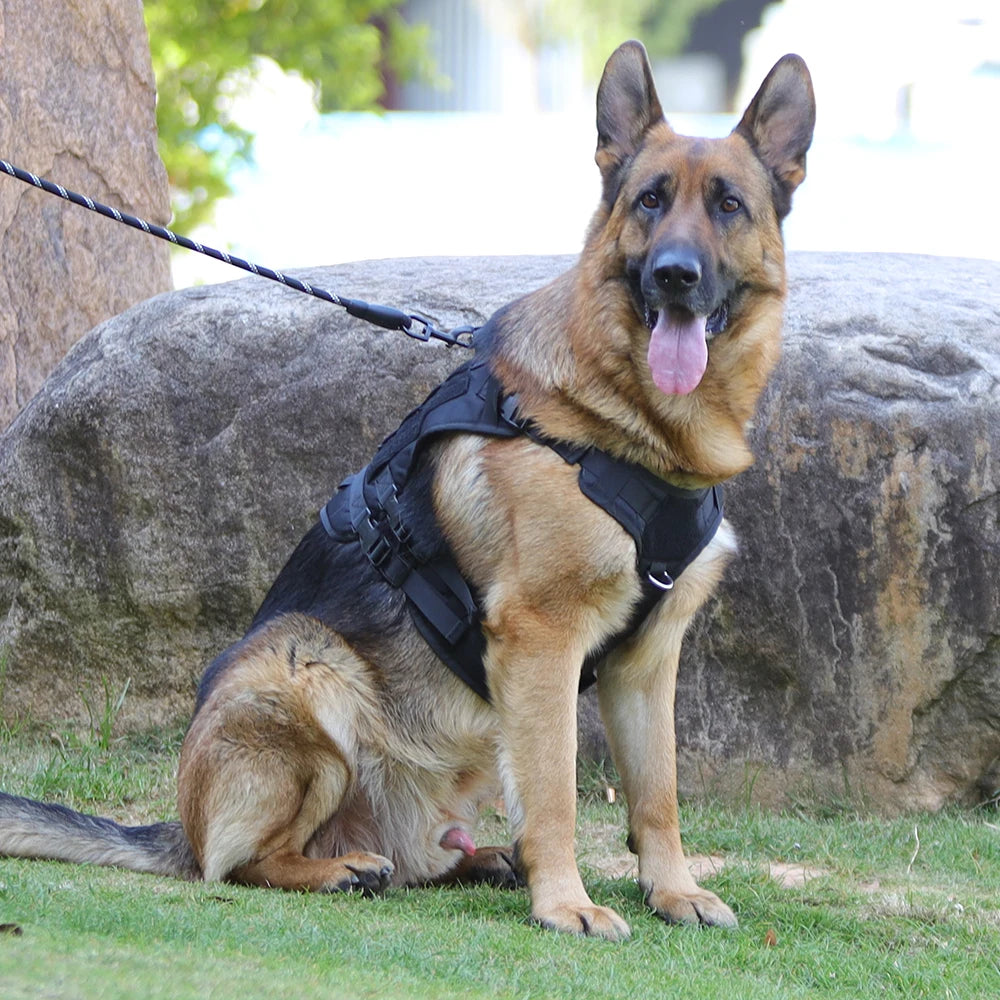 German Shepherd dog wearing a black harness sitting on grass with a stone wall and trees in the background.