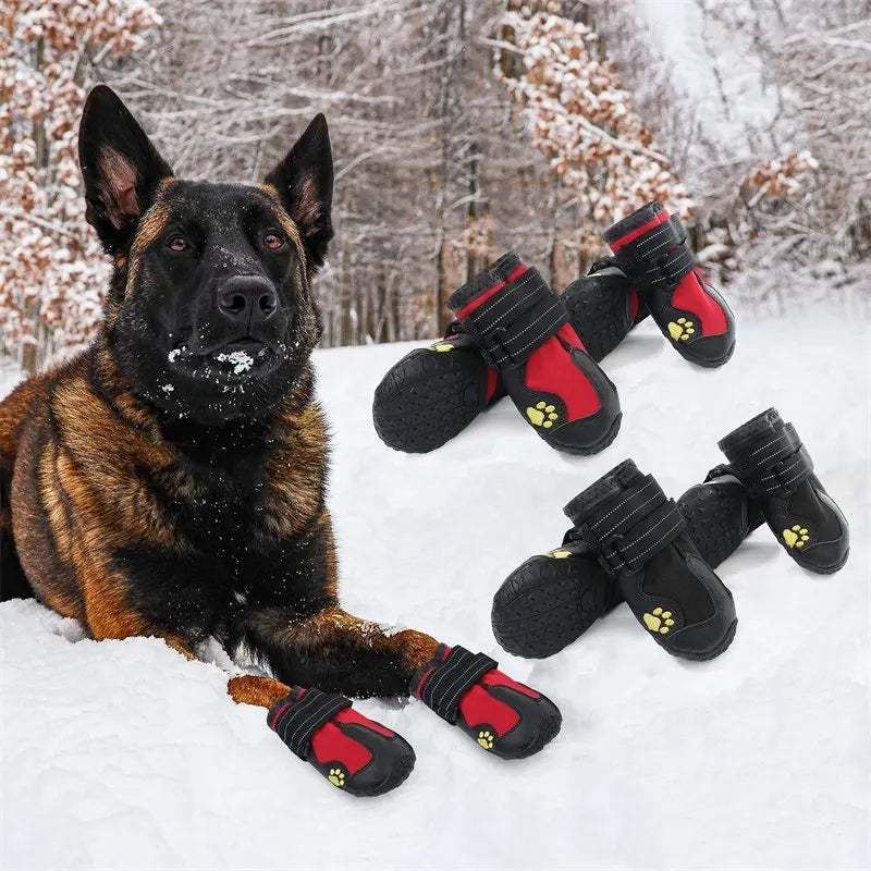 Dog wearing red and black dog boots in the snow with additional boots on the ground.