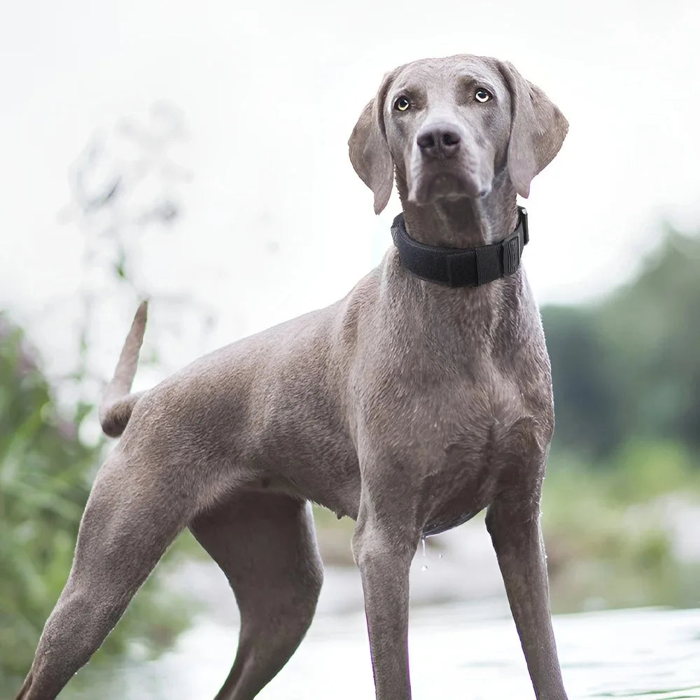 Gray dog standing outdoors with a blurred natural background