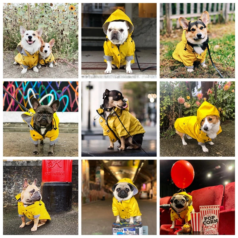 Collage of dogs wearing yellow raincoats in various settings.