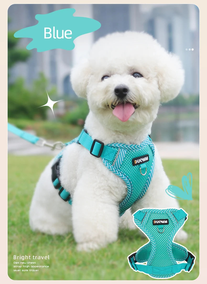 White dog wearing a blue harness with a blurred background