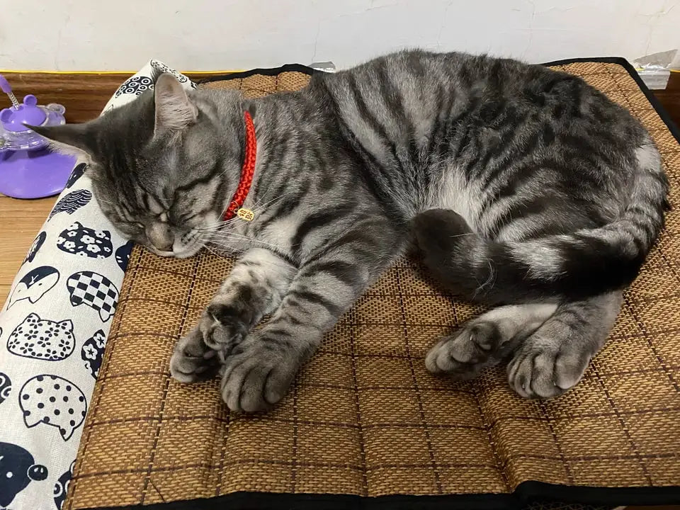 Gray tabby cat sleeping on a woven mat with a white wall in the background