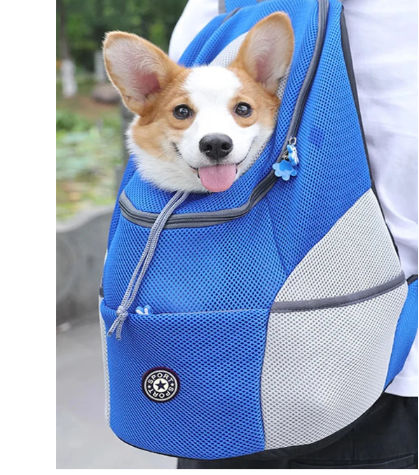 Dog in a blue backpack with a person outdoors