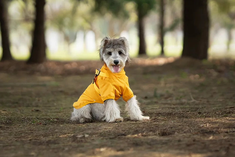 Dog wearing a yellow raincoat in a forest setting