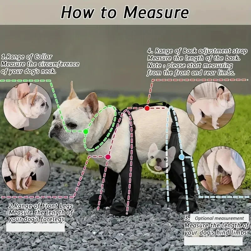 Instructions on how to measure a dog for a harness, with a white dog wearing a harness and text overlay.