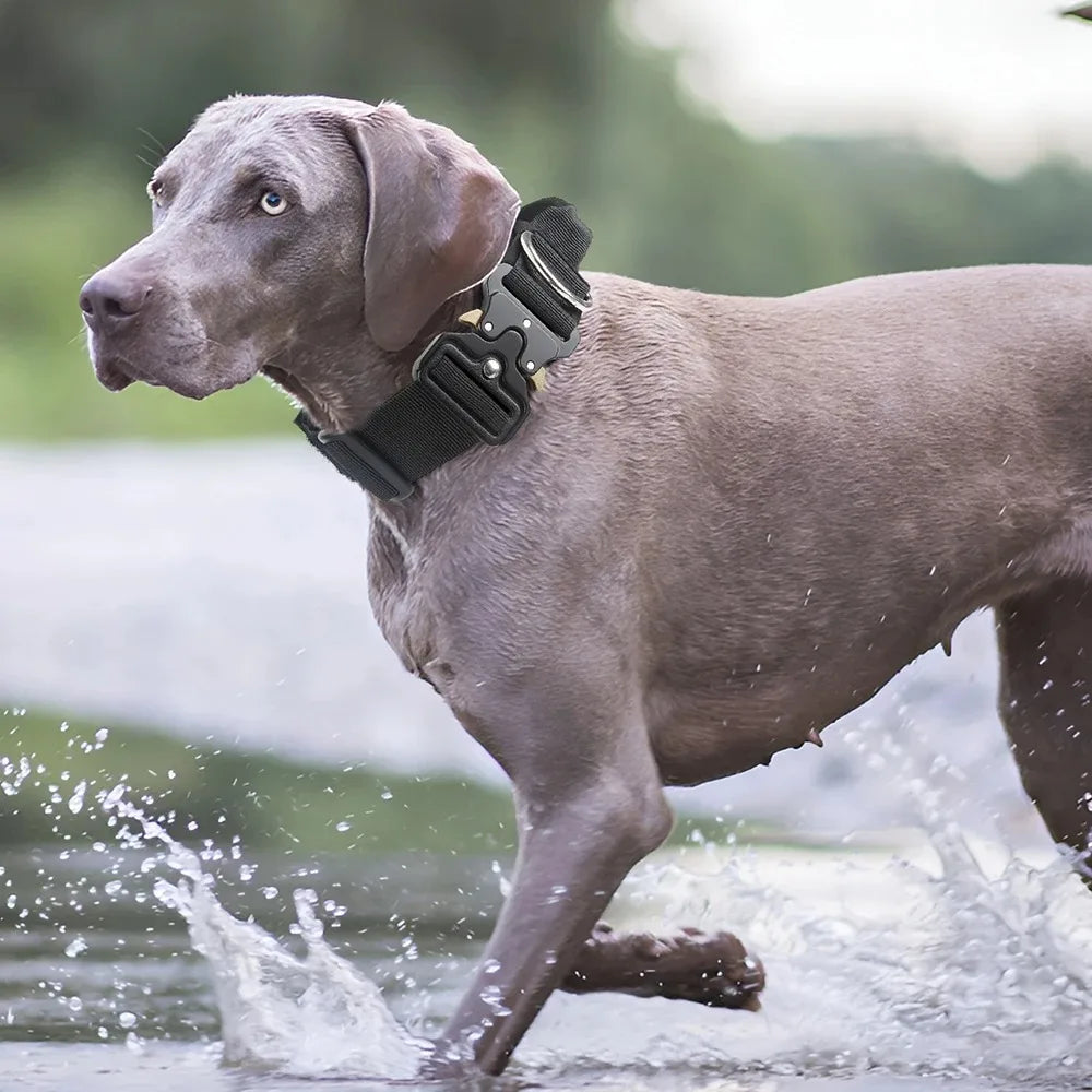 Dog running in water with a blurred natural background