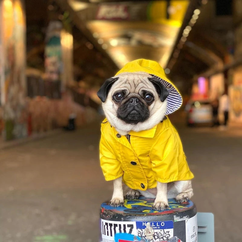 Pug dog wearing a yellow raincoat with a hood in an urban setting