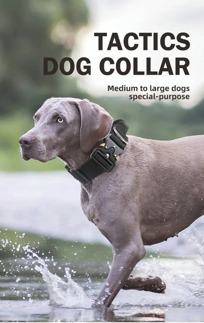Dog running in water wearing a black dog collar with text about the collar's features.