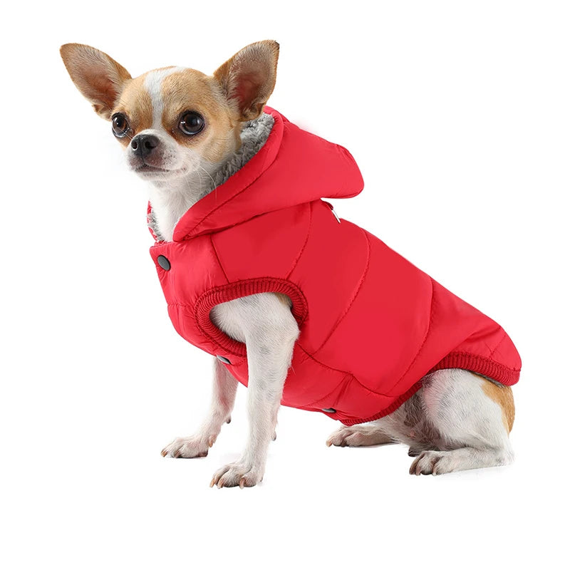 Small dog wearing a red puffer coat on a white background