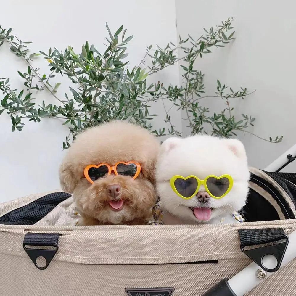 Two small dogs wearing heart-shaped sunglasses in an open suitcase with greenery in the background.