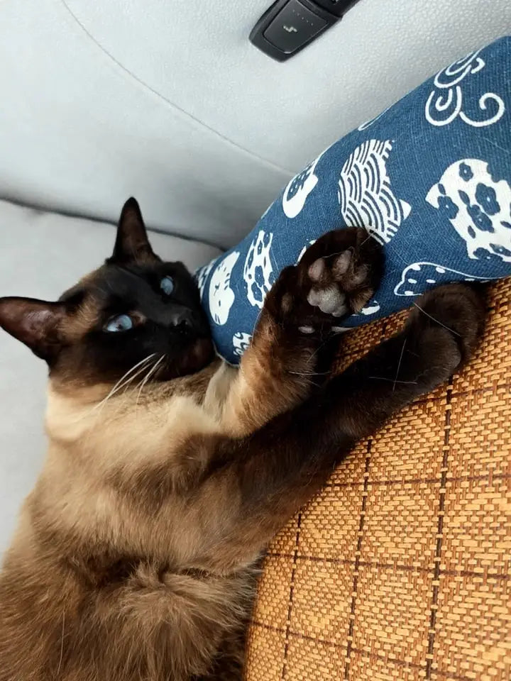 Siamese cat lying on a patterned cushion with a blue pillow