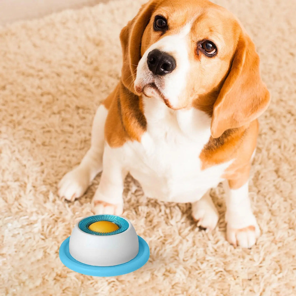 Dog sitting on a carpet with a blue and white dog toy in front of it.