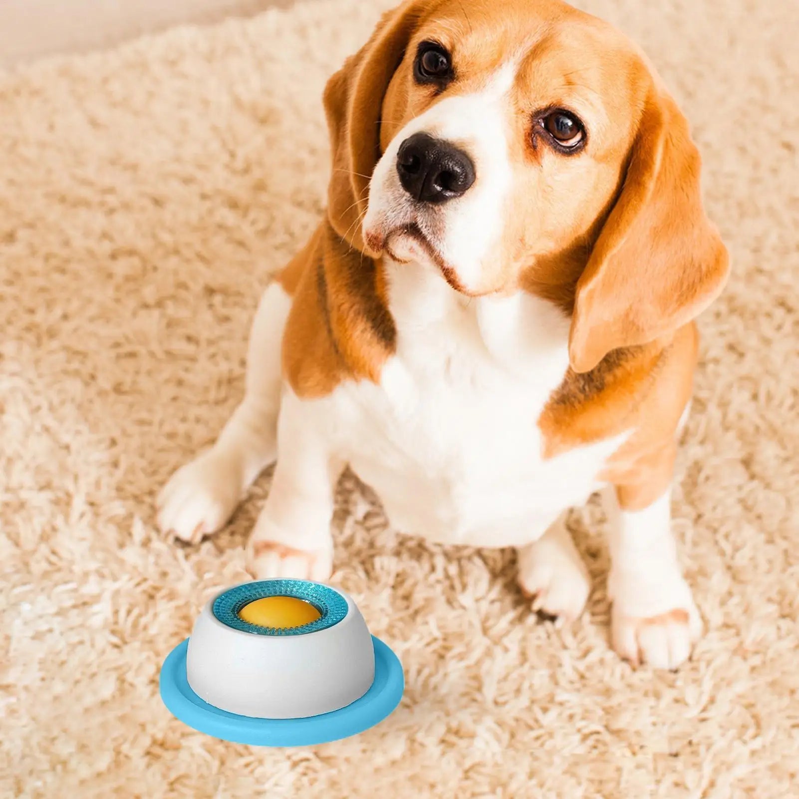 Dog sitting on a carpet with a blue and white dog toy in front of it.