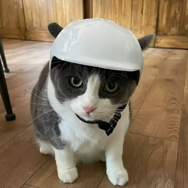 Cat wearing a white hard hat on a wooden floor