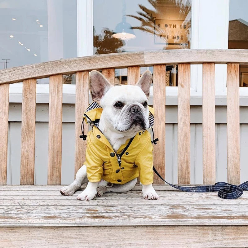 Dog wearing a yellow raincoat sitting on a wooden deck.
