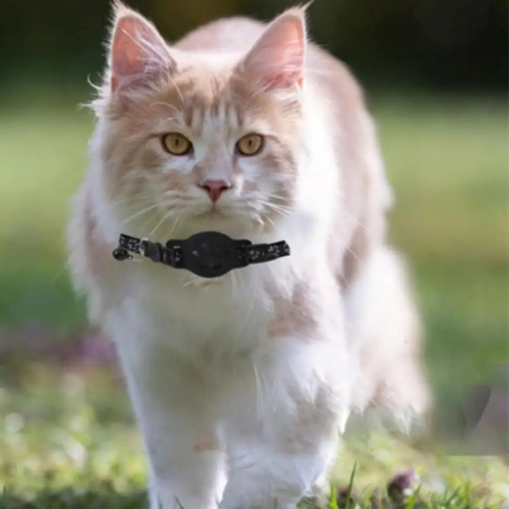 Cat wearing a black collar walking on grass
