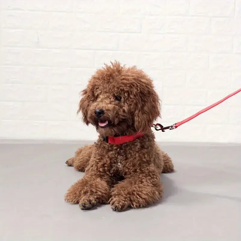 Brown dog with a red collar and leash sitting on a white surface with a white brick wall background.