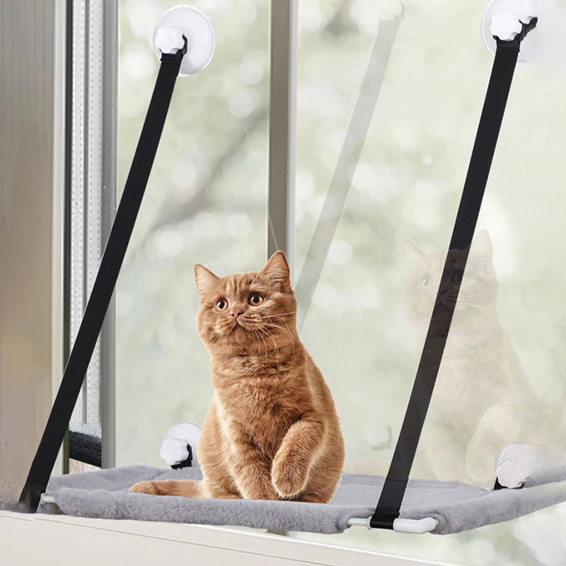 Cat sitting on a window-mounted pet bed with suction cups