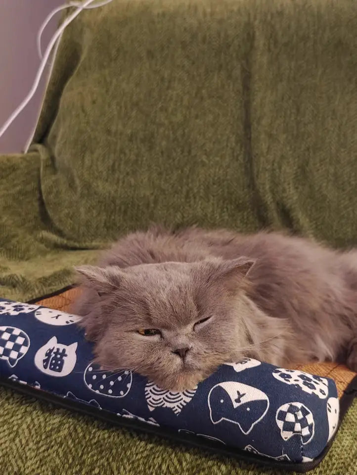 Cat sleeping on a cushion with a green sofa in the background