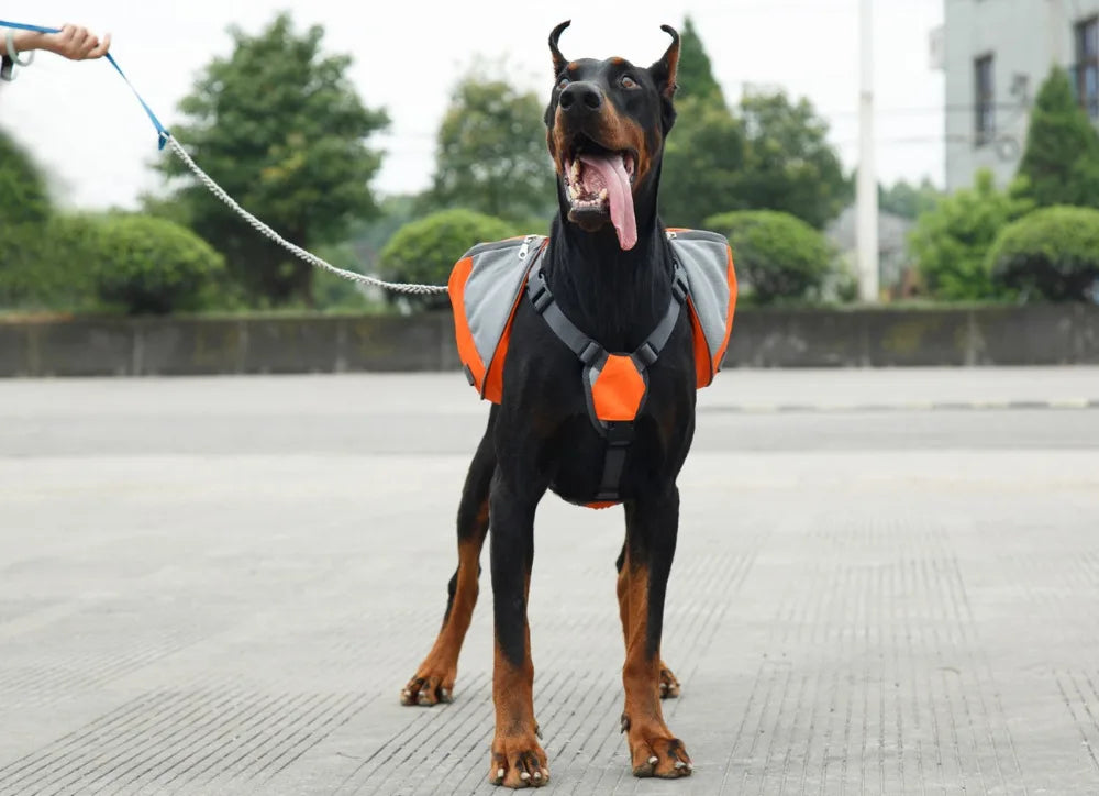 Dog wearing a reflective safety vest on a leash in an outdoor setting