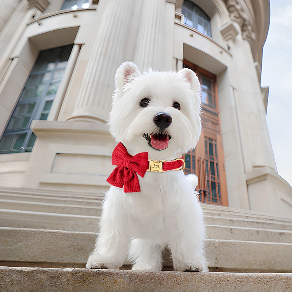 White dog with a red bow tie sitting on steps in front of a classical building