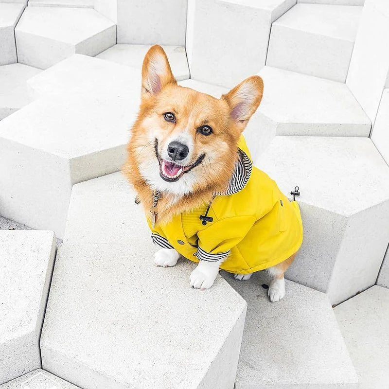 Corgi dog wearing a yellow raincoat in a modern white geometric room